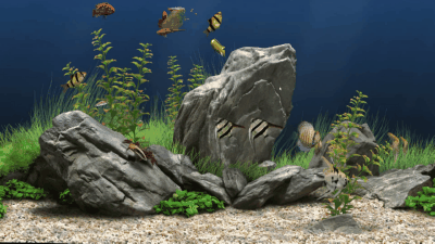 幽暗水族馆 动态壁纸-拾艺肆