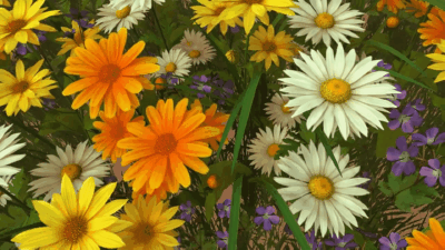 3D野花 动态壁纸-拾艺肆