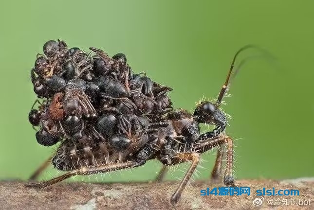 “湘西背尸虫”——荆猎蝽(Acanthaspis petax)-拾艺肆